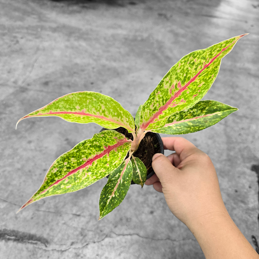 LOW LIGHT PLANTS - Aglaonema 'Night Sparkle' - 4"