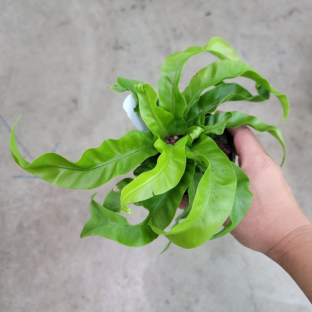 LOW LIGHT PLANTS - Asplenium Antiquum 'Hurricane' - 4"