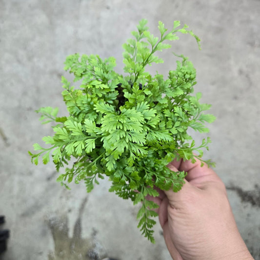 LOW LIGHT PLANTS - Asplenium Bulbiferum - 4"