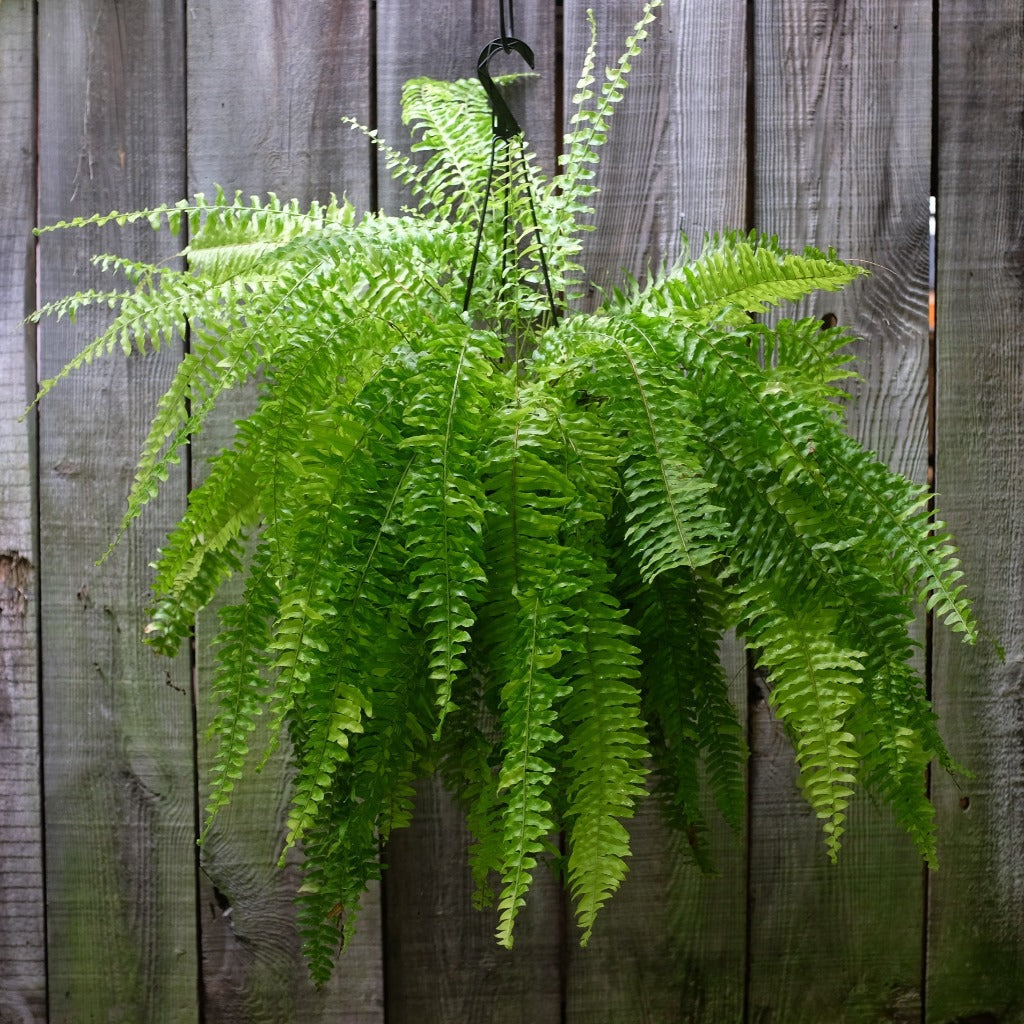 LOW LIGHT PLANTS - Boston Fern - 8" (no Shipping)