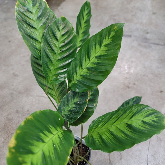 LOW LIGHT PLANTS - Calathea Misto - 4.5"