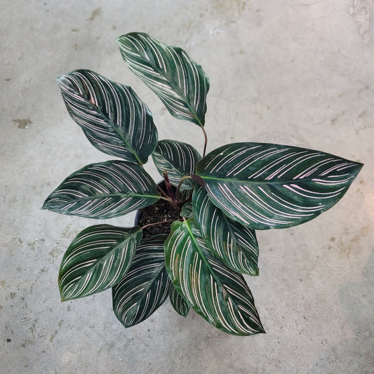 LOW LIGHT PLANTS - Calathea Ornata - 6"