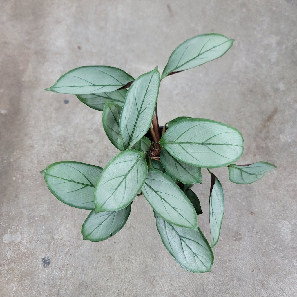 LOW LIGHT PLANTS - Calathea Setosa 'grey Star' - 4"