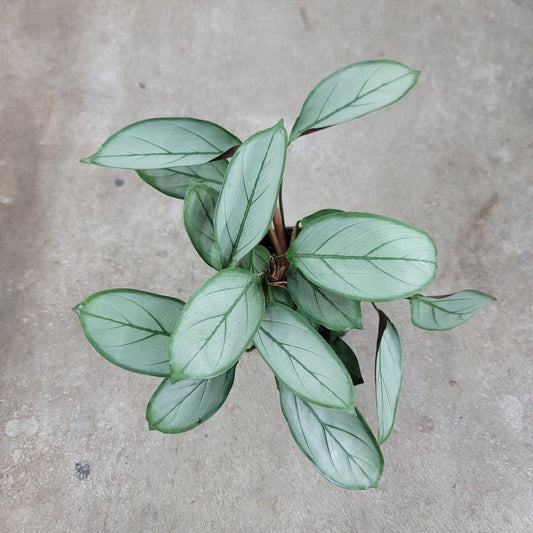 LOW LIGHT PLANTS - Calathea Setosa 'grey Star' - 4"
