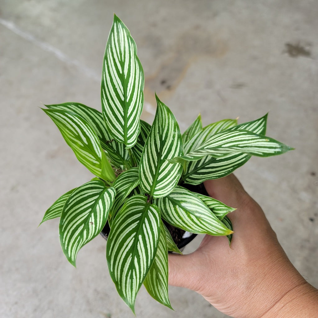 LOW LIGHT PLANTS - CALATHEA VITTATA - 4"