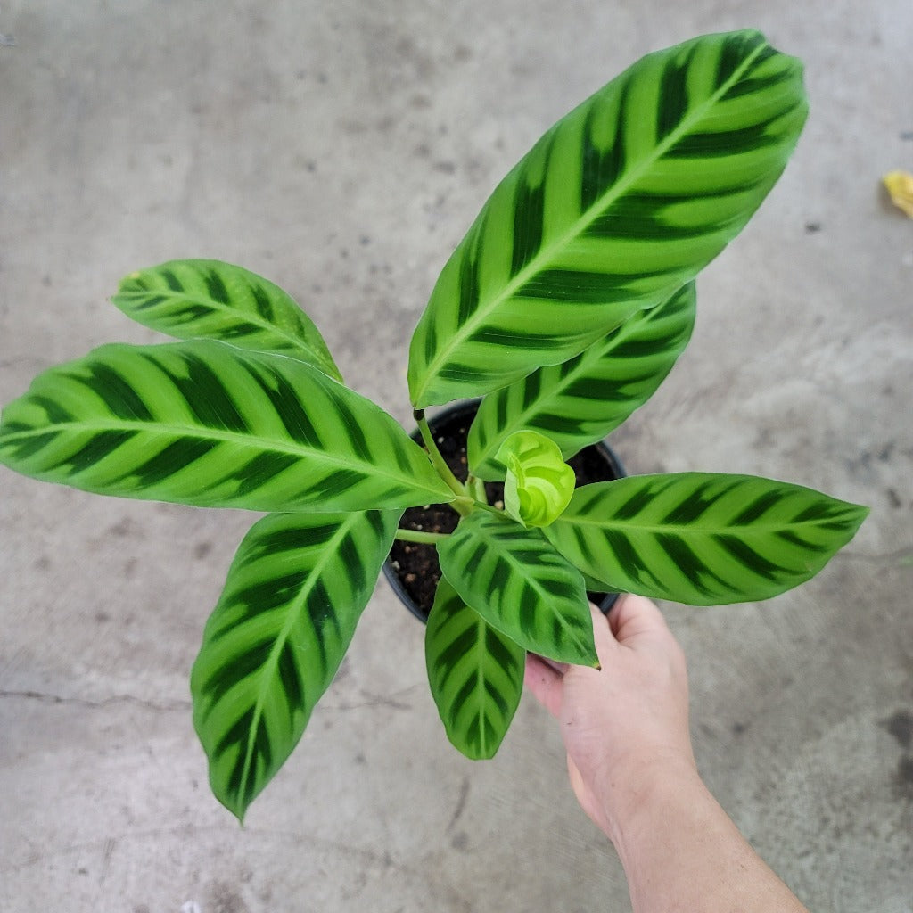 LOW LIGHT PLANTS - Calathea Zebrina -4"