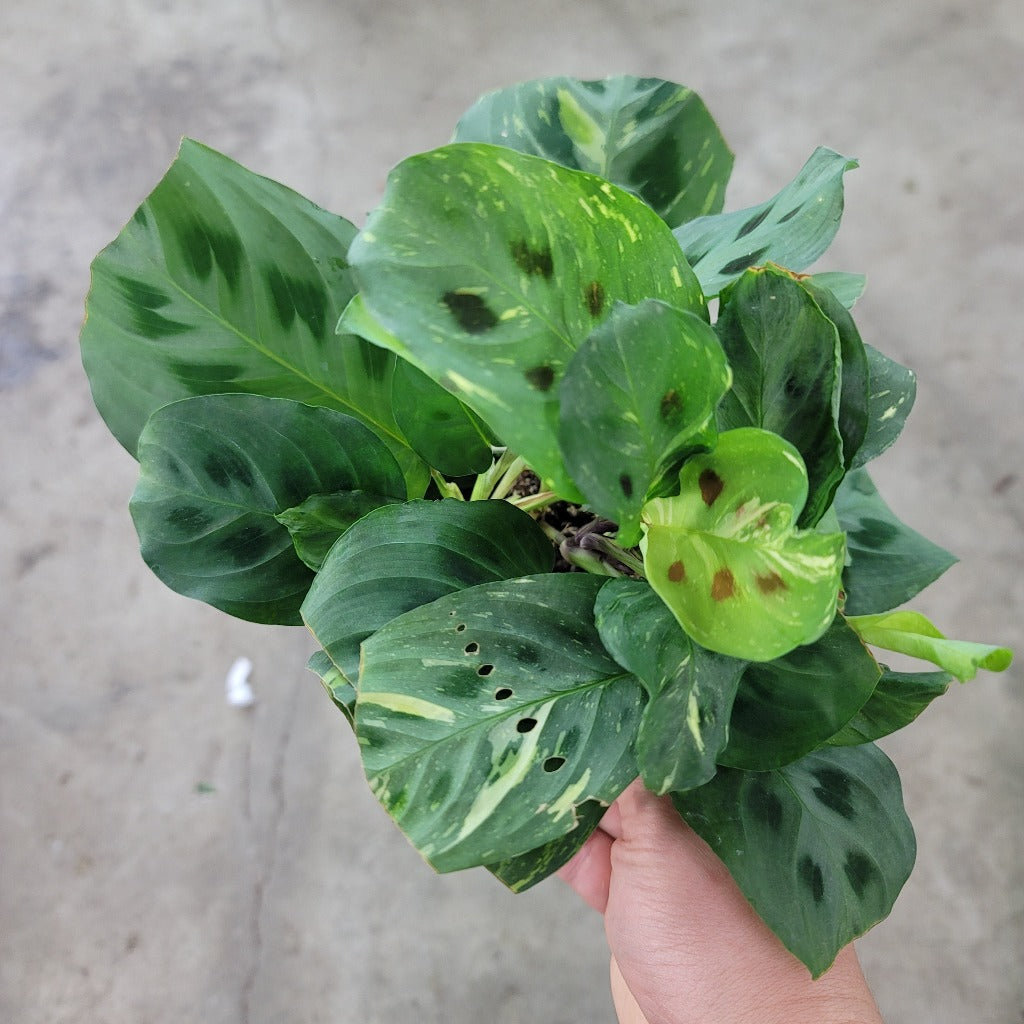 LOW LIGHT PLANTS - Maranta Leuconeura Kerchoveana Variegata - 4"