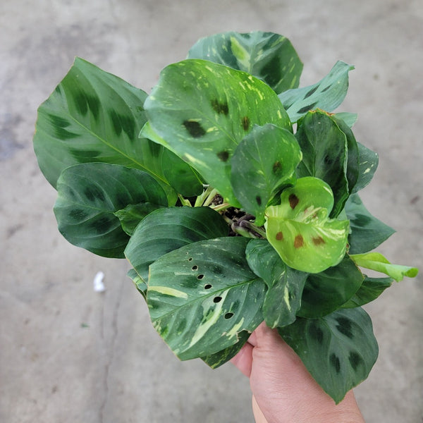 Maranta leuconeura kerchoveana variegata