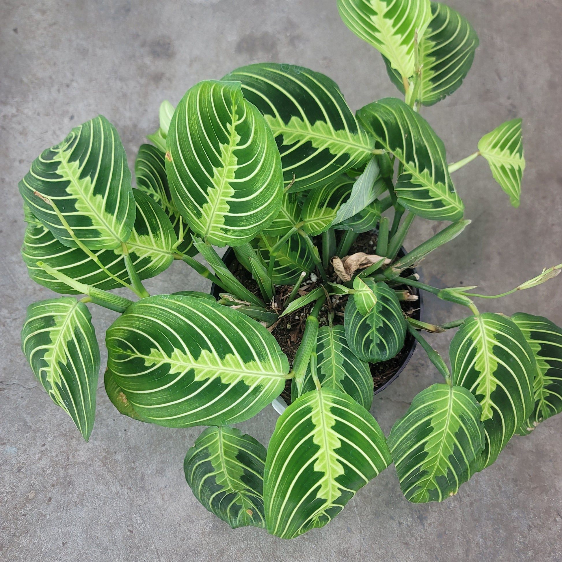 LOW LIGHT PLANTS - Maranta Leuconeura 'Lemon Lime' - 6"