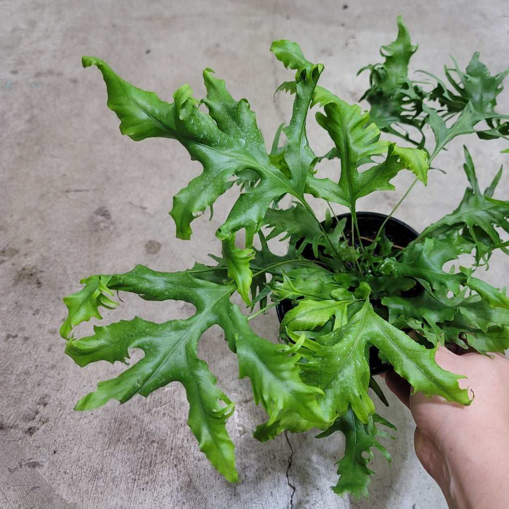 LOW LIGHT PLANTS - Microsorum Scolopendria - 6"