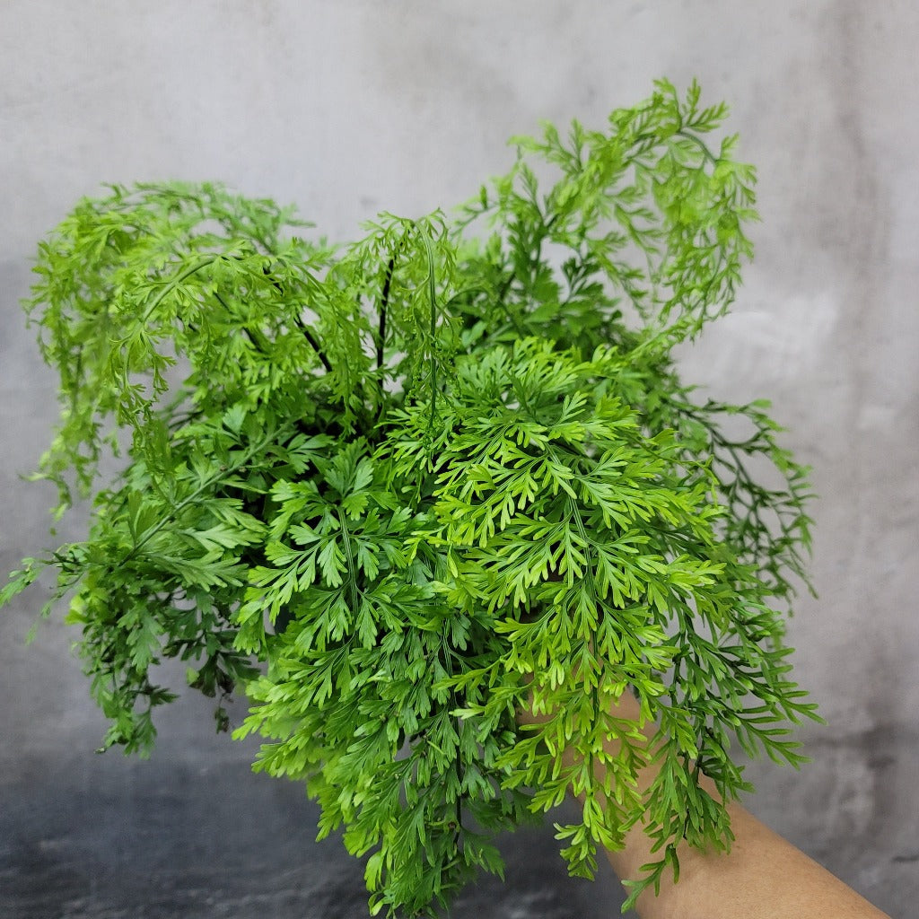 LOW LIGHT PLANTS - MOTHER FERN - 6"