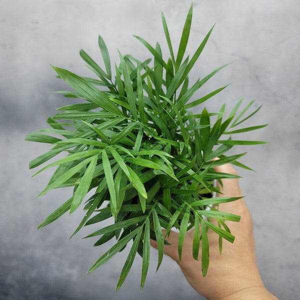 pothos.plant Pothos Albo