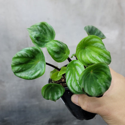 LOW LIGHT PLANTS - PEPEROMIA ARGYREIA - 4"
