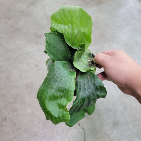 Platycerium angolense - 4"