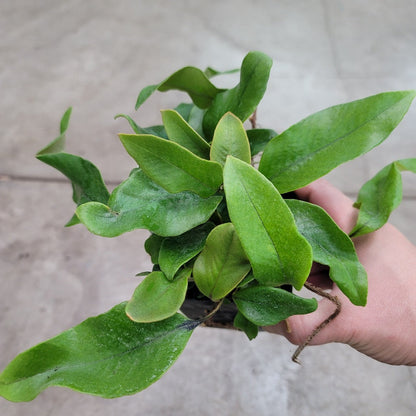 LOW LIGHT PLANTS - Pyrrosia Lingua - 3.5"