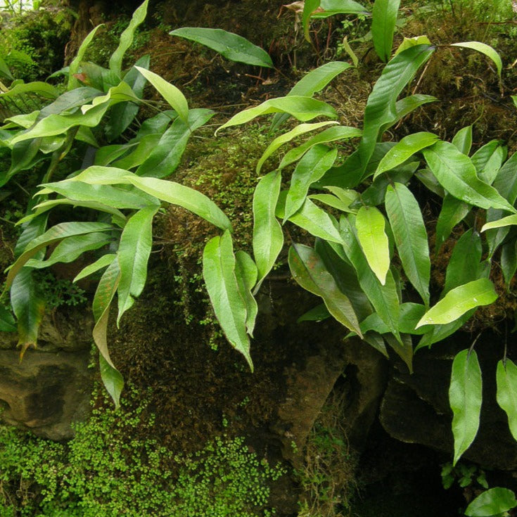 LOW LIGHT PLANTS - Pyrrosia Lingua - 3.5"