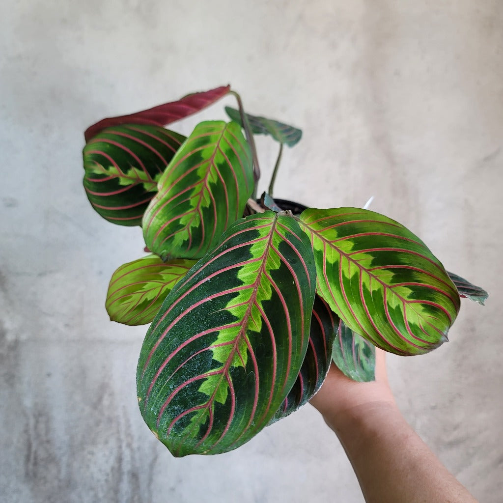 LOW LIGHT PLANTS - RED MARANTA PRAYER PLANT - 4"