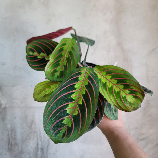 red maranta prayer plant near me Maranta leuc. erythroneura