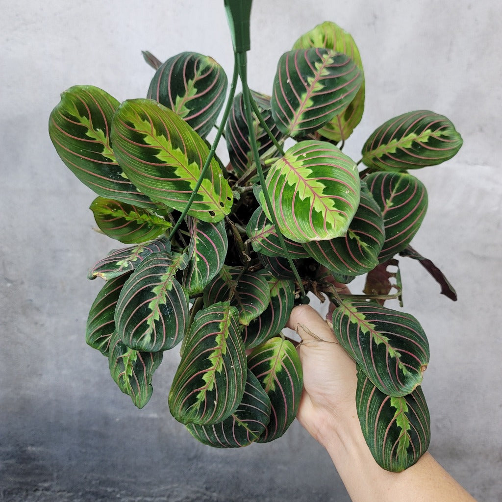 LOW LIGHT PLANTS - RED MARANTA PRAYER PLANT - 6"