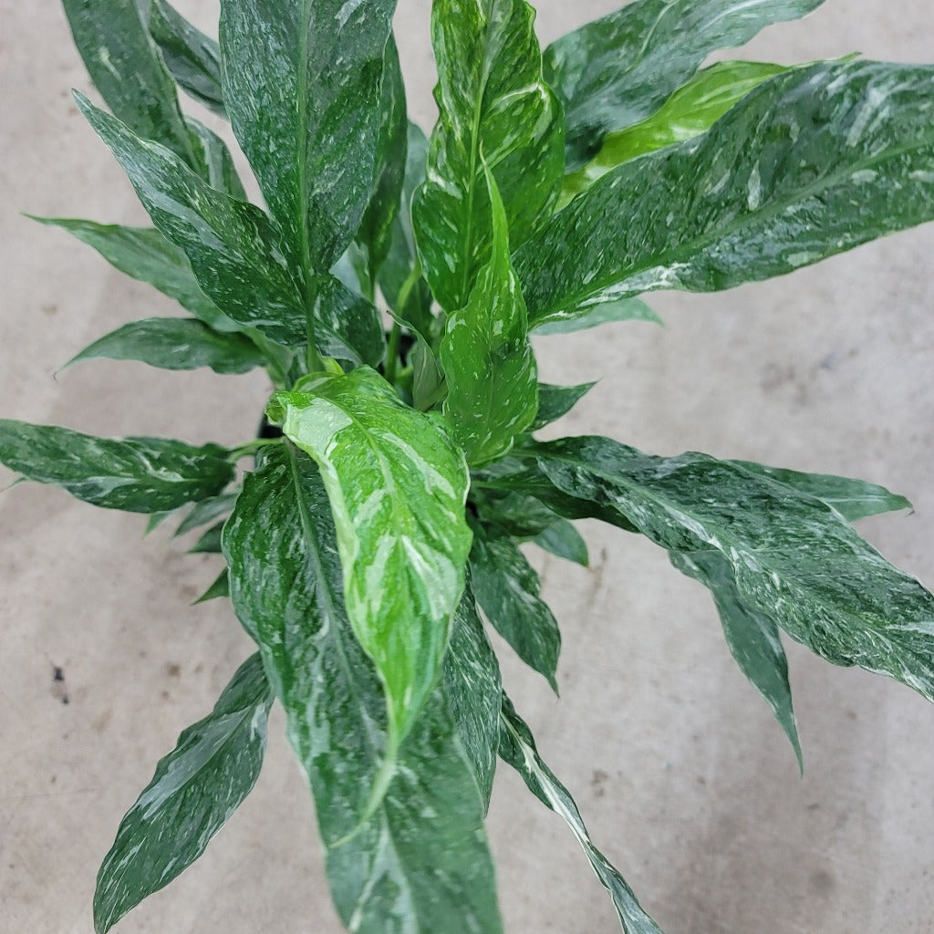 LOW LIGHT PLANTS - Spathiphyllum 'Domino' - 6"