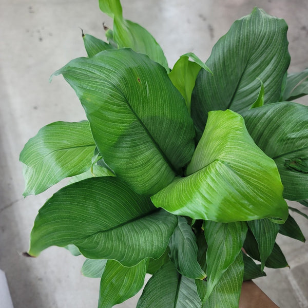 should i mist a peace lily Spathiphyllum 'Platinum Mist'