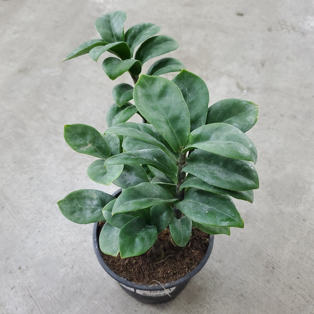 LOW LIGHT PLANTS - Zenzi ZZ - 4"