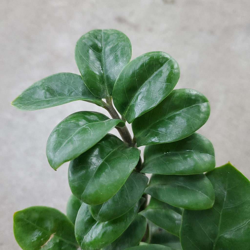 LOW LIGHT PLANTS - Zenzi ZZ - 4"