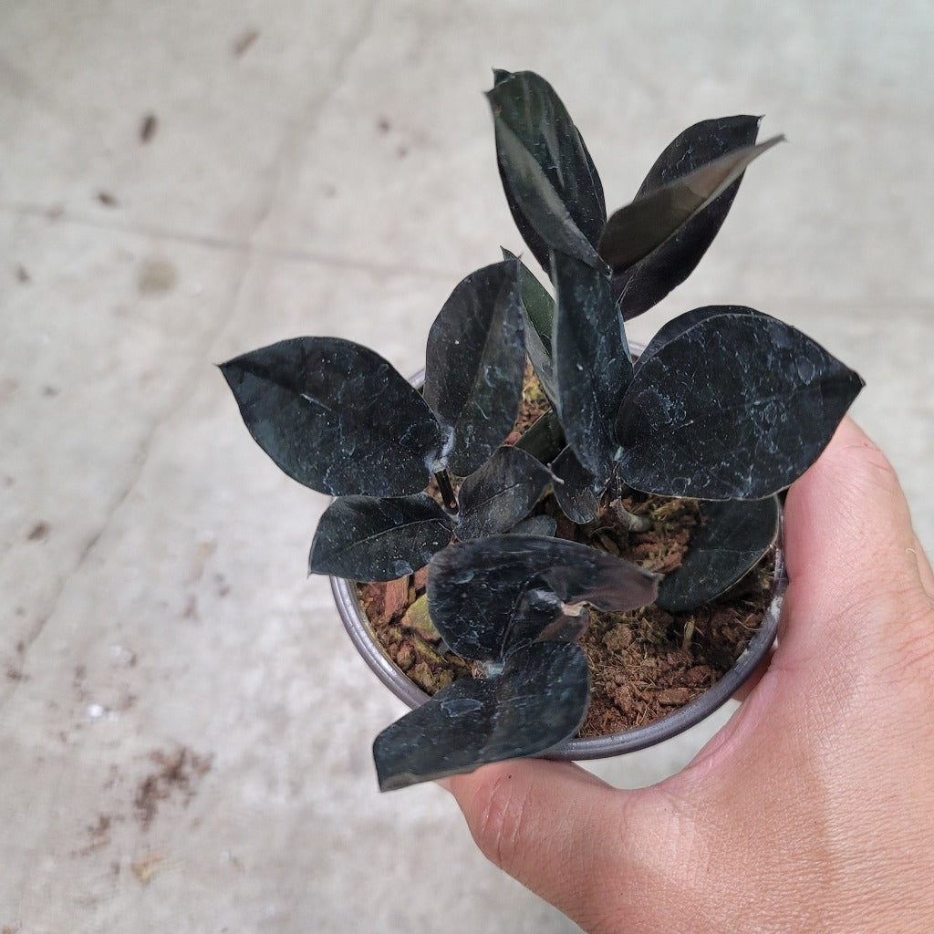 LOW LIGHT PLANTS - ZZ BLACK QUEEN - 4"