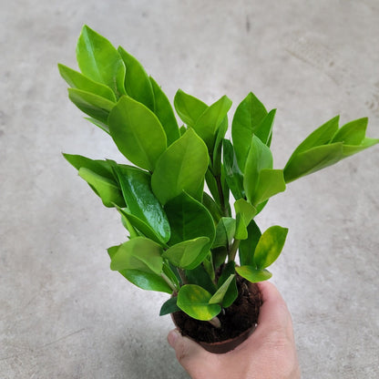 LOW LIGHT PLANTS - ZZ PLANT - 4"