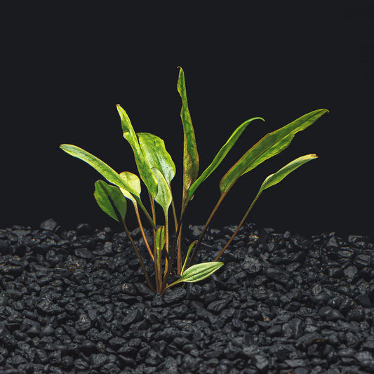 Cryptocoryne lutea - 2"