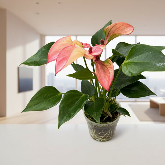 Anthurium andreanaum 'Matata' - 4"