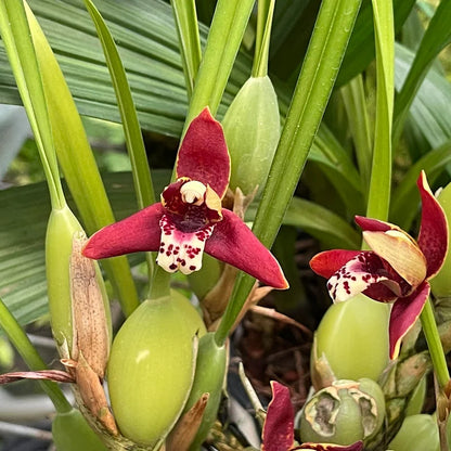 Maxillaria tenuifolia variegated
