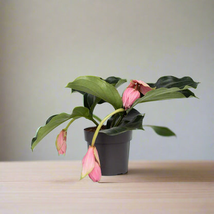 Medinilla magnifica - 6"