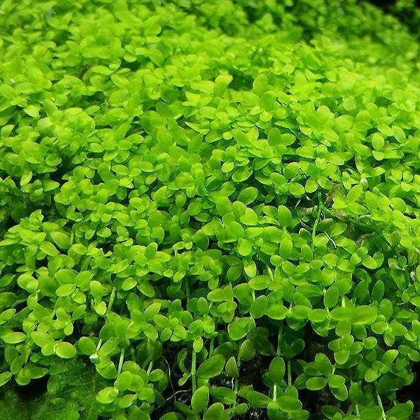 Micranthemum 'Monte Carlo' - 2" (ADA)