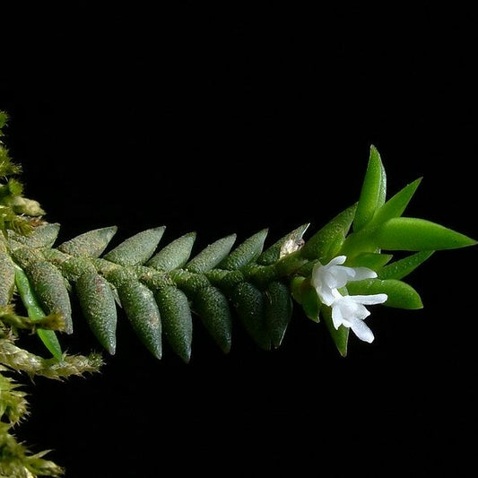 Microsaccus griffithii