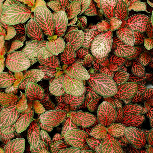 Fittonia albivenis 'Mini Red' - 2"