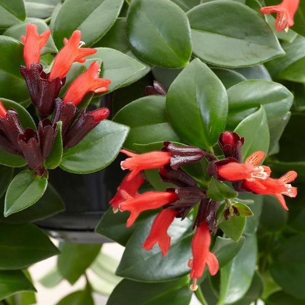 Aeschynanthus 'Mona  Lisa' - 4"
