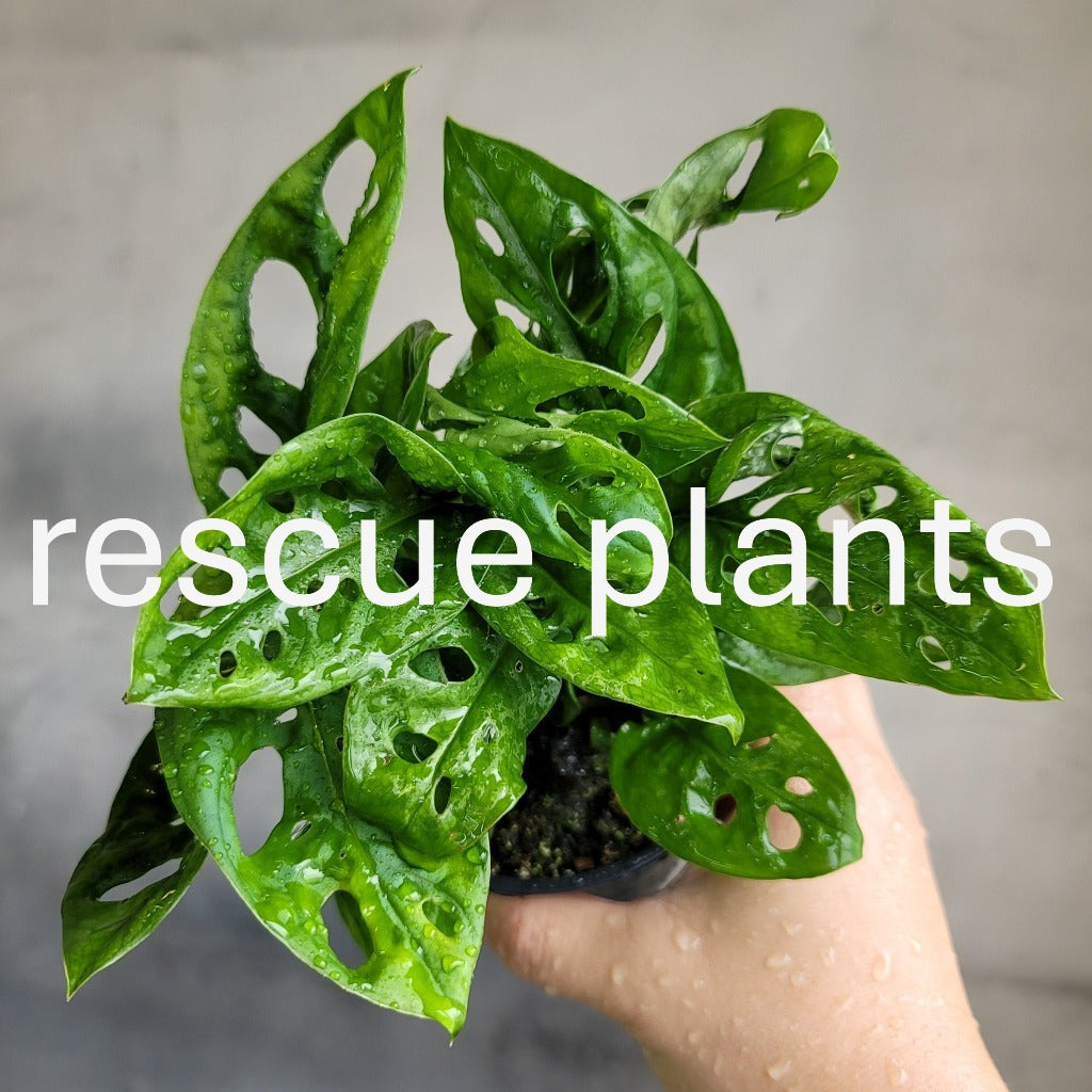 Monstera adansonii - 4" (rescue)