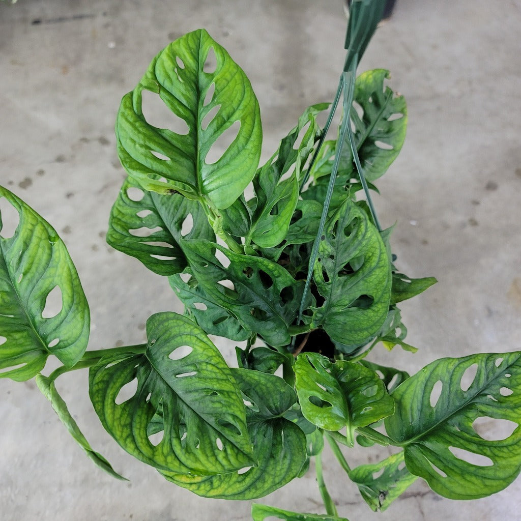 MONSTERA - Monstera Adansonii - 6"