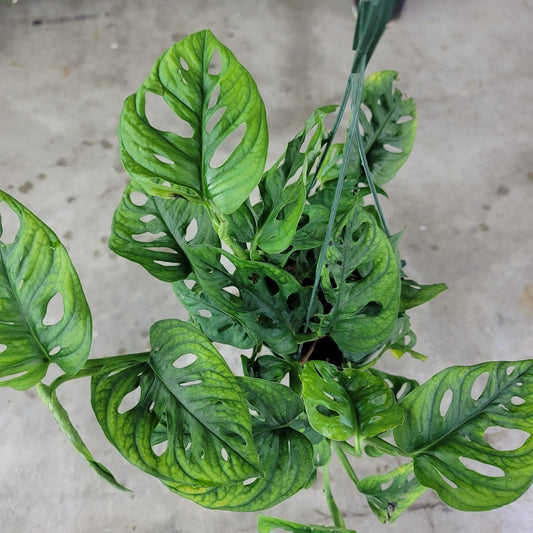MONSTERA - Monstera Adansonii - 6"