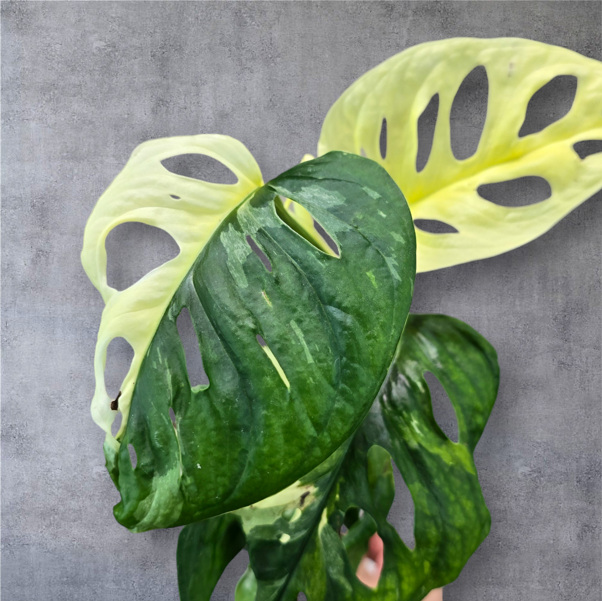 monstera aurea adansonii Monstera adansonii albo