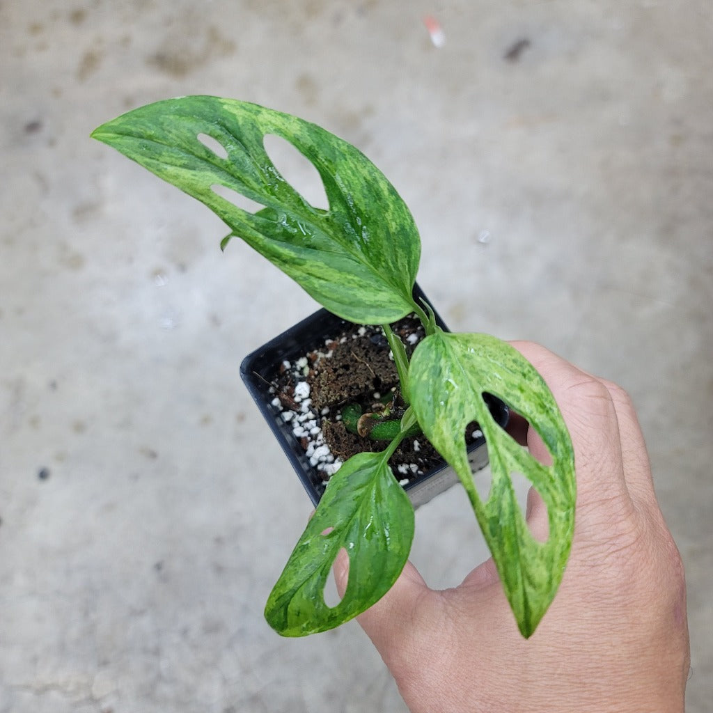 MONSTERA - Monstera Adansonii Indonesian Mint - 2"