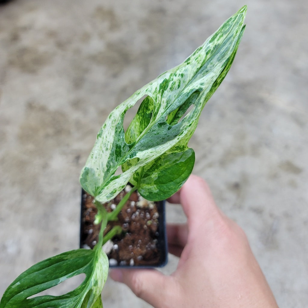 MONSTERA - Monstera Adansonii Indonesian Mint - 2"