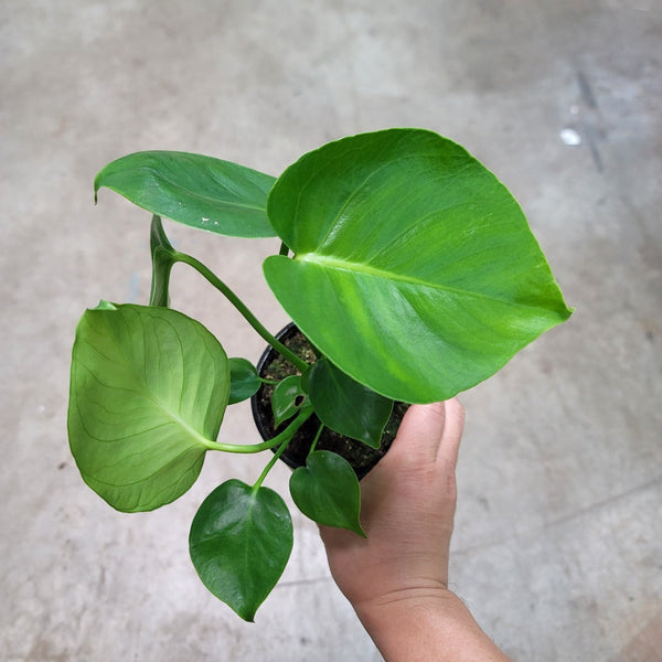 juvenile monstera deliciosa Monstera deliciosa 4in Split Leaf