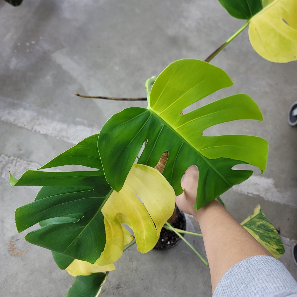 MONSTERA - Monstera Deliciosa 'Aurea' - 6"