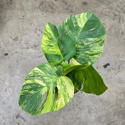 MONSTERA - Monstera Deliciosa 'Aurea' - 6"