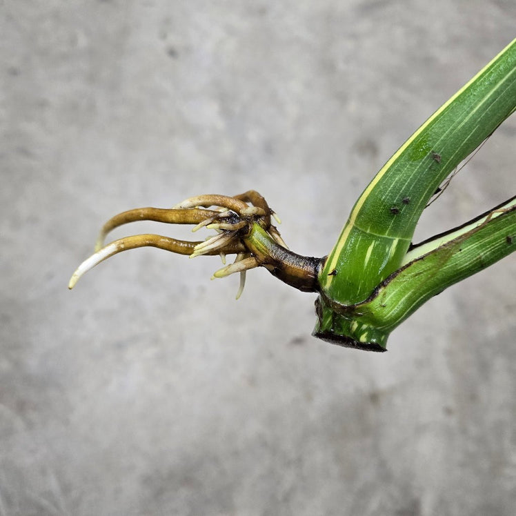 MONSTERA - Monstera Deliciosa 'Thai Constellation' - Top Cut