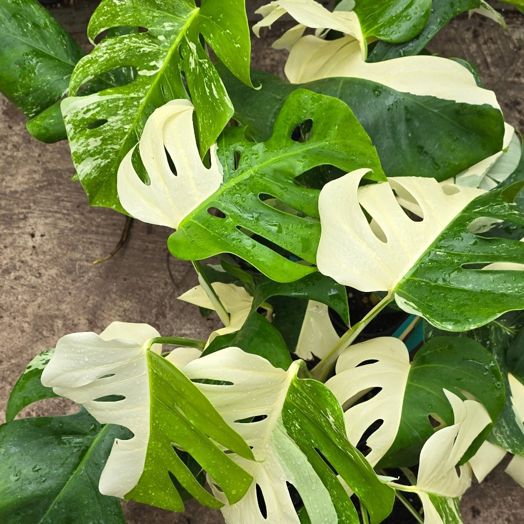 Monstera delisioca ‘Albo-Variegata' - 4