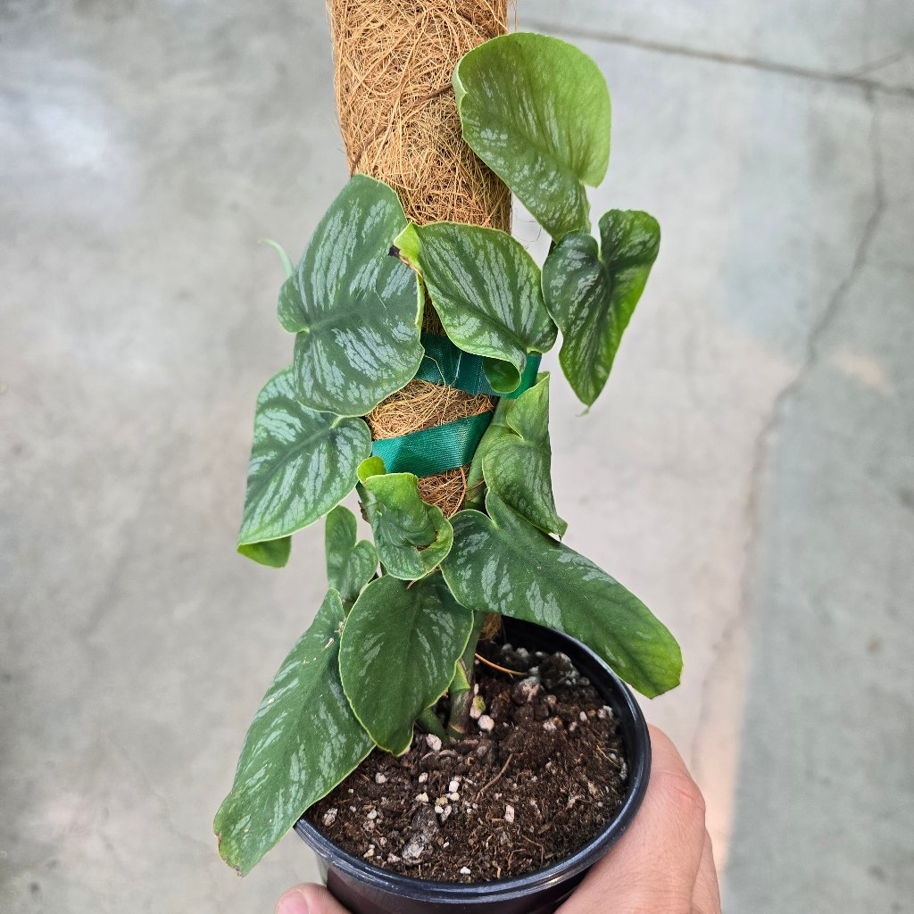 MONSTERA - Monstera Dubia - 4"