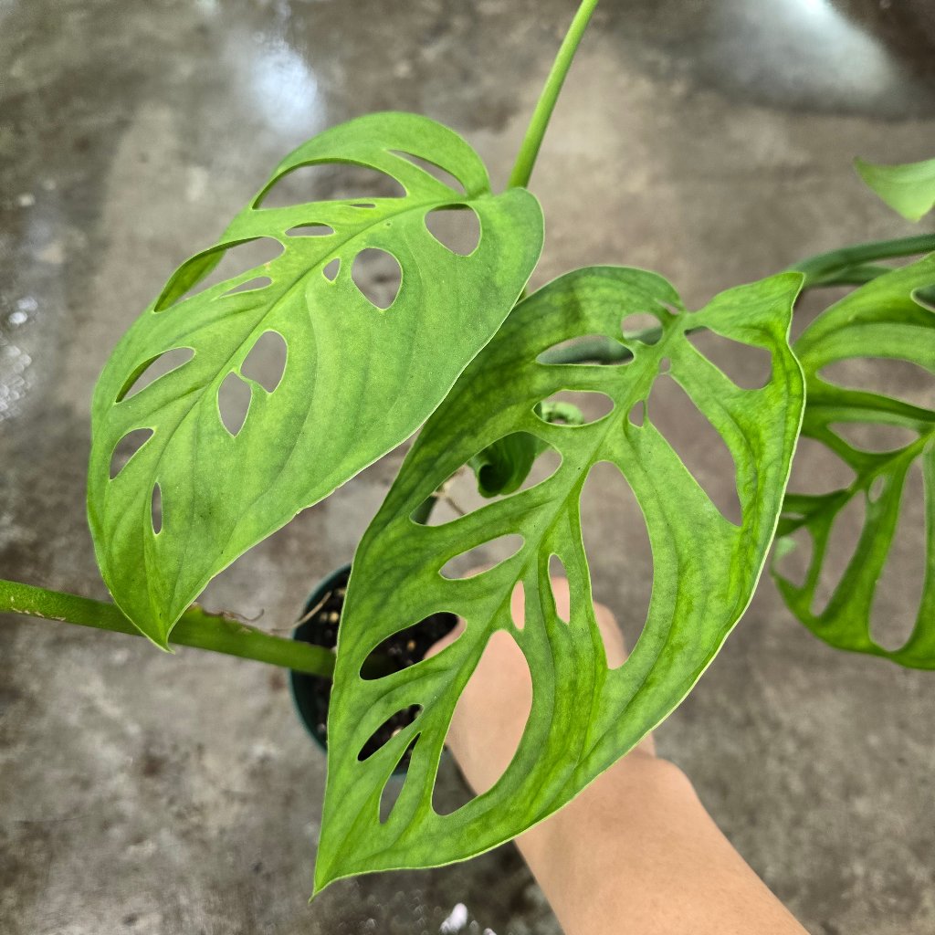 MONSTERA - Monstera Esqueleto - 4"